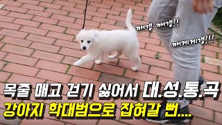 목줄 매고 산책하기 싫어서 대성통곡 소리지르는 강아지 교육, 3분만에 놀라운 변화가..(Feat. 믹스견 만두)