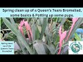 Queen's Tears Bromeliad division and cleanup, some basics and potting tips.