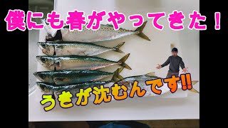 釣りバカいっちー【僕にも春がやってまいりました！】