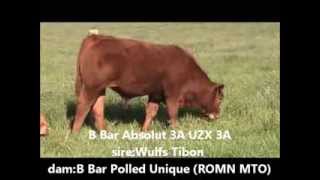 B Bar Cattle Summer Video