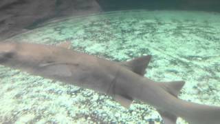 Tawny Nurse Sharks and Black Tip Reef Sharks