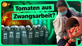 Tomaten unter Verdacht: China und die Zwangsarbeit | Die Spur