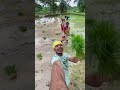 palha rua baha darkar 🌾 viral farming maa sambalpuri