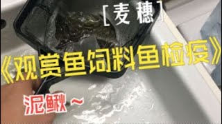 #29 老孙买鱼喂鱼记——如何给肉食性观赏鱼检疫饲料鱼