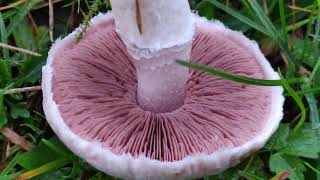 Wiesenegerling Wiesenchampignon erkennen und bestimmen - Pilzporträt auf Bernard's Pilzkanal