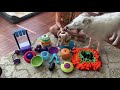 Brain Games for Dogs-UPDATE