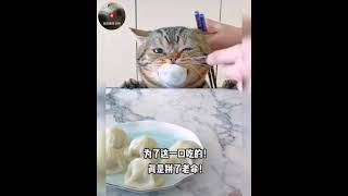 家中都有个贪吃猫😅｜萌宠物