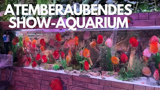 Atemberaubendes Show-Aquarium mit Diskusfischen