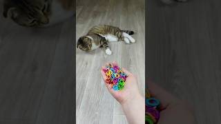 Funny Cat Barsik ⭕ Beads 📿 Reverse Video #funnyreversecat #cat #funnyreverse