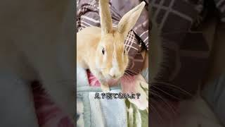 【保護うさぎ】ONとOFFの切り替えが見事なうさぎさん。#うさぎ #rabbit  #保護うさぎ