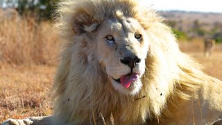 Have You Heard this LION LEGEND? | The Lion Whisperer