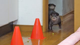 【いきなり障害物レース】カワウソビンゴvsベル/Obstacle course for otter Bingo\u0026Belle