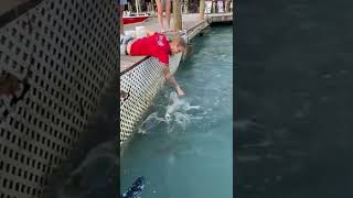 Feeding the Tarpon at Robbie’s in Islamorada! #tarpon #snook #snookfishing #keywest #islamorada