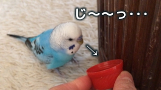 よく見て聞いて、マネをするインコ