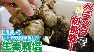 [Home Gardening] #20: Ginger on Balcony | Planter Experiment | #Vlog