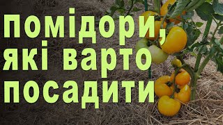 ТОП-ЛИСТ ТОМАТІВ, які варто посадити. Огляд насіння сортів (гібридів) помідорів 2025