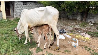 #baby #calf #playing with #mothercow #gomatha