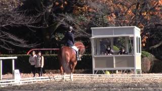 2014.12.13　第50回関東高等学校自馬競技大会　馬場馬術競技L1課目　岡・慶晃号