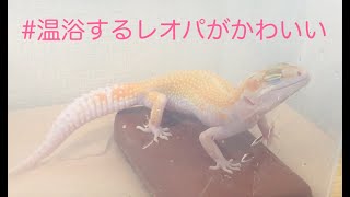 レオパの生態#28＿温浴するレオパがかわいい【ヒョウモントカゲモドキ】