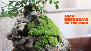 Murraya Paniculata Root Over Rock | Dwarf Orange Jasmine Bonsai