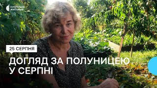 Як правильно доглядати за полуницею наприкінці літа: поради городниці з Житомира