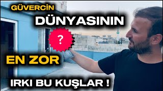 GÜVERCİN DÜNYASININ EN ZOR IRK KUŞLARI BUNLAR !