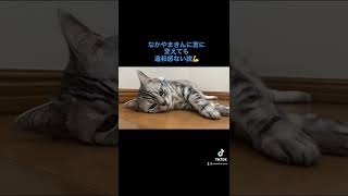 猫の声をなかやまきんに君に変えても違和感ない説🤣🐈‍⬛【Shorts】