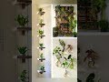 Best unique indoor plants decoration / ideas || plant for purifying Air || no need sunlight #plants