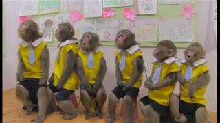 おさるの学校【日光さる軍団劇場　演目紹介】Monkey's school　Theater theater introduction