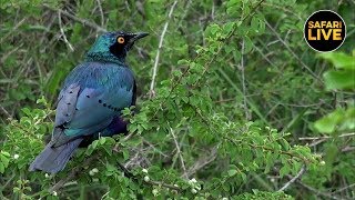 safariLIVE - Sunrise Safari - February 9, 2019