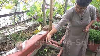 Kitchen Garden Food Forest from Kitchen Waste - No 3G-4G Cutting, No Pesticide, No Fertiliser