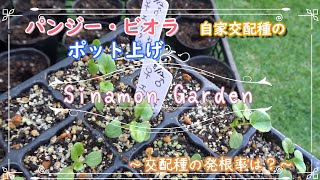 【パンジー・ビオラ】ポット上げ！｜早まきで長い開花を楽しむ！｜自家採取種の交配種の発芽率は？｜徒長した芽の植え方【ガーデニング】