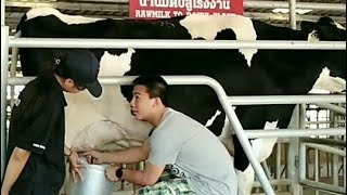 Chockchai farm|Chokchai farm tour in Thailand|ಚೊಕ್ಚಾಯ್ ಹೈನುಗಾರಿಕೆ |cow farm in  khao yai