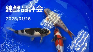 錦鯉品評会　2025/01/26