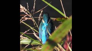 カワセミ調布地区男子ショート 2024 12 08 #カワセミ #幼鳥 #野鳥 #birds #wildlife #nature #自然観察ぶらり散歩