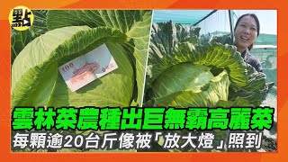 【點新聞】被「放大燈」照到？雲林菜農種出巨無霸高麗菜　每顆500元逾20台斤