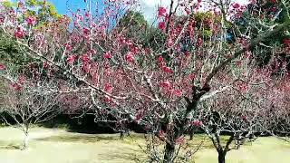 [梅花]平芝町梅林公園🌺2022年花便り[Plum blossom]hirashiba bairin park.2022year#花メモリー#梅林#公園#park#plumblossom#花便り