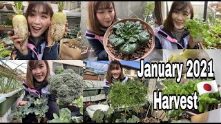 January Harvest 2021 Organic Balcony Garden |GARDEN VLOG EP.34