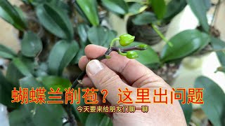 蝴蝶兰花苞一个接一个削苞？这里出问题啦！（阿涛养花283期）