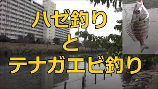 ハゼ釣りと、今年最後のテナガエビ釣り（旧中川・木下川水門／荒川・平井大橋）