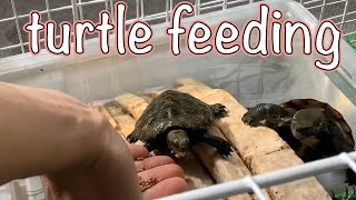 【クサガメ＆日本石亀】餌やり　turtle feeding