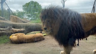 ライオン　無防備なつむぎちゃんと見守るキュウゾウくん　【茶臼山動物園】Lion Chausuyama Zoo