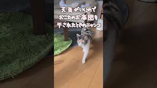 【三毛猫】こたつの布団を干されたニャンコ #三毛猫部 #ねこ