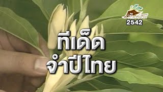 ทีเด็ดเคล็ดชาวบ้าน จำปีไม้ดีของไทย