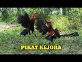 SEPASANG AYAM HUTAN MERAH SUMATERA MENDEKATI PIKAT