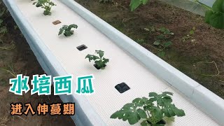 水培种植的西瓜，进入伸蔓期，离成功更进一步