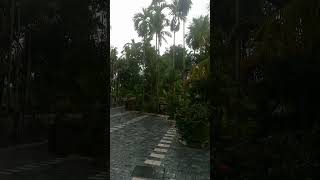 മഴക്ക് മുമ്പുളള ഇരമ്പൽ ശബ്ദം കേട്ടാലോ #relaxingrainsounds #shorts