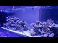 no.74 【aquarium】 天然海水に近づきました。