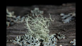 lichen#04 - Deep Techno
