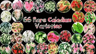 66 Rare Caladium Varieties